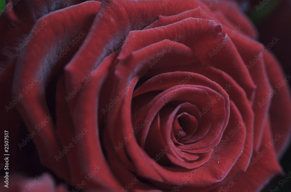 Obraz premium rose05
