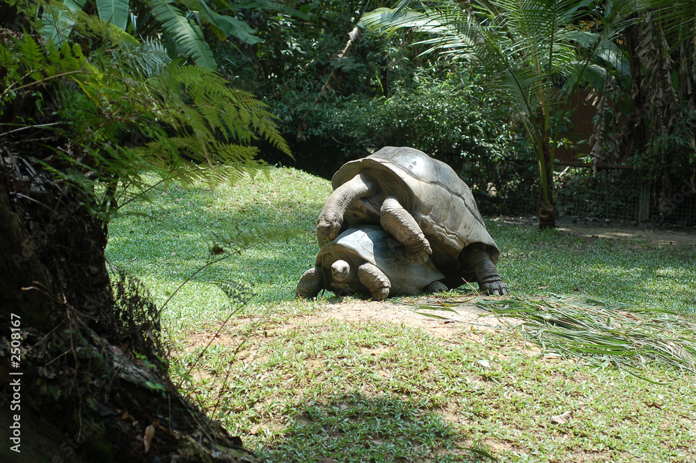 Naklejka premium giant tortoise
