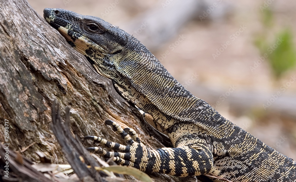 Naklejka premium lace monitor