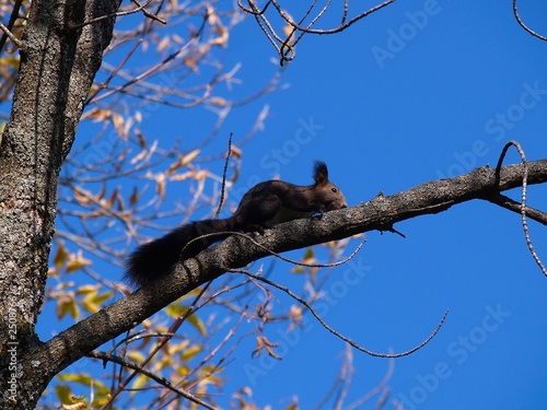 black squirrel on the branch against the blue sky
