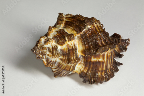 sea shell - 3