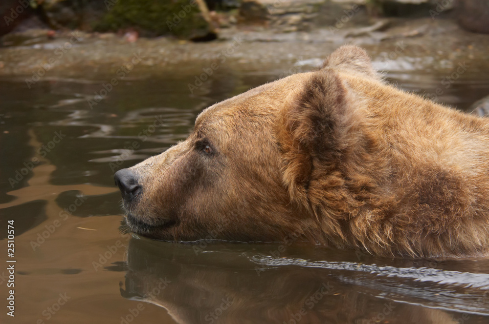 bear swimming