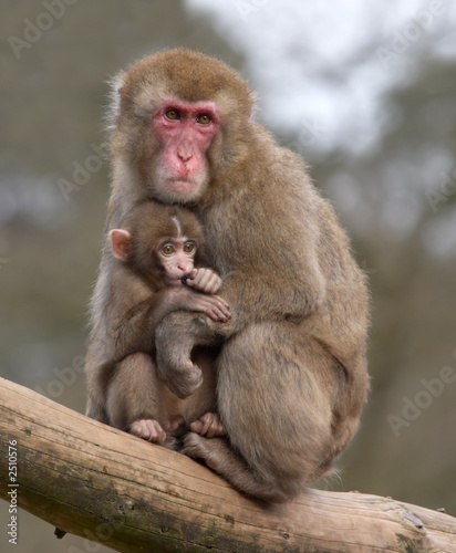 mother and her baby monkey © Eric Gevaert