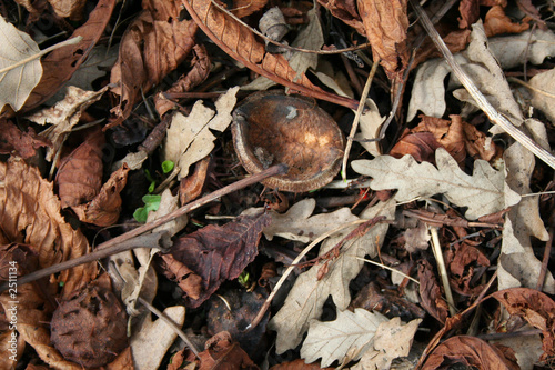 leaf litter, with new growth showing through
