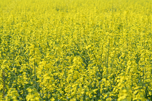 a field of oilseed rape (brassica napus)