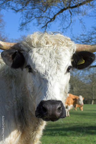 inquisitve cow