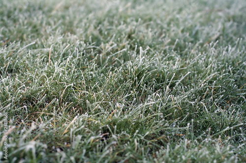 hard frost on a short grass lawn
