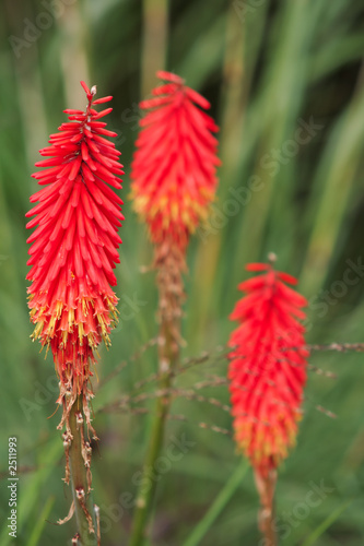 red hot poker, torch lily, poker plant (kniphofia
