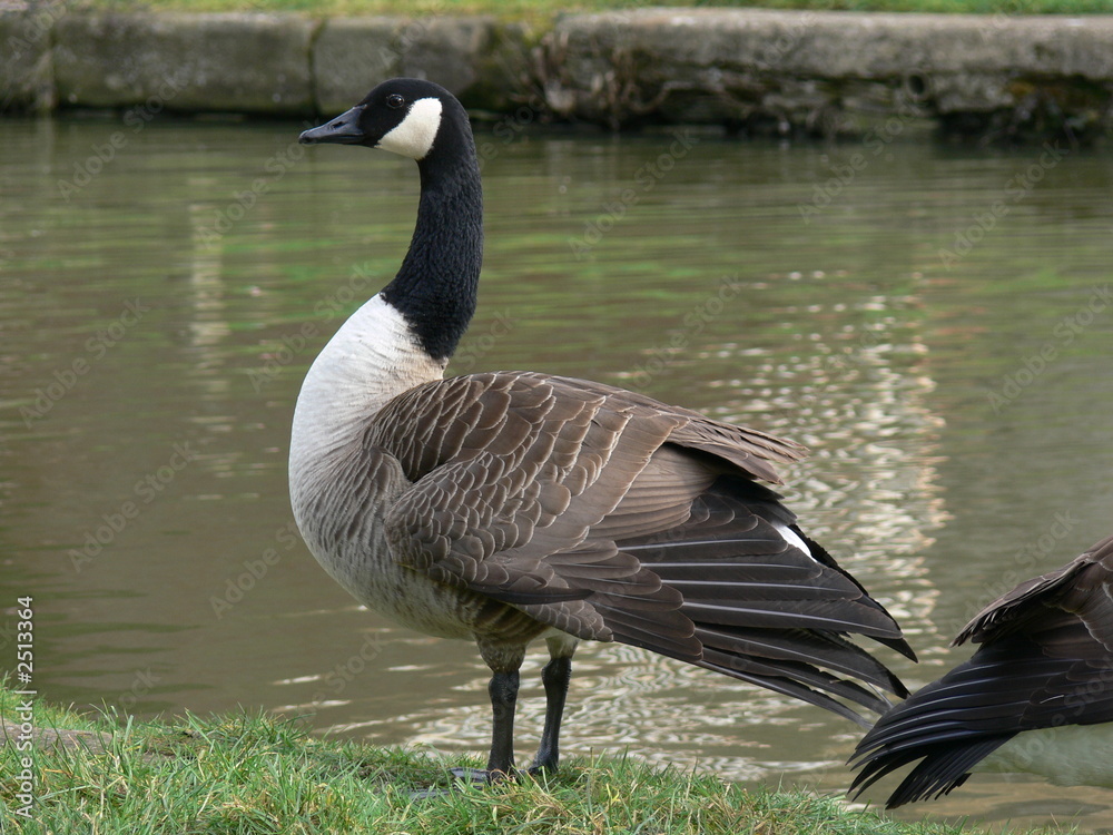 Obraz premium canadian goose