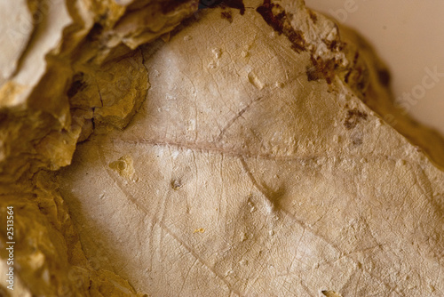 fossil eocene leaf