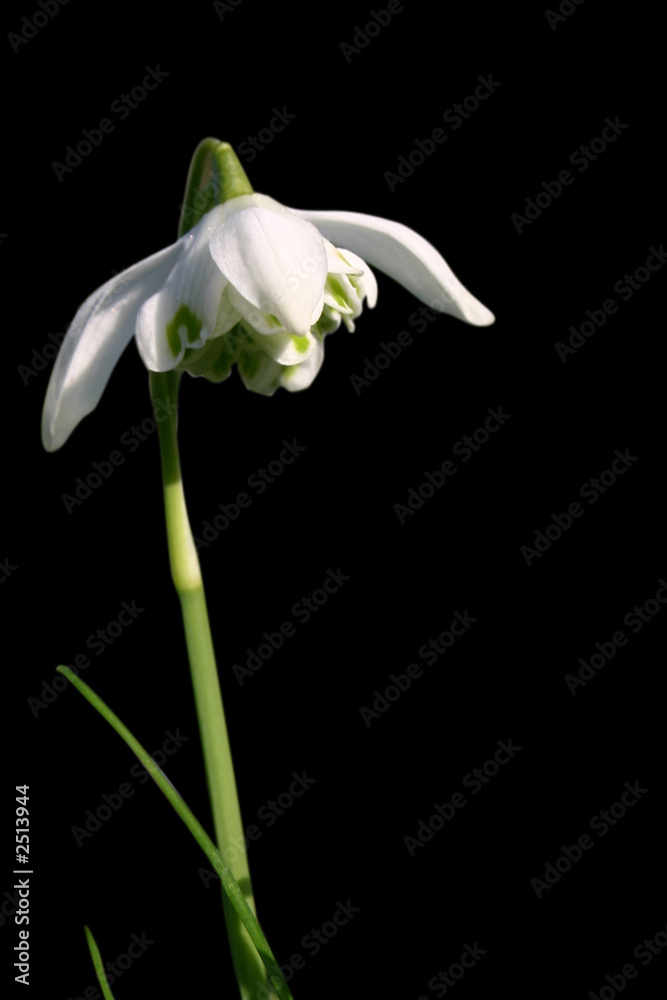 Fototapeta premium perce-neige