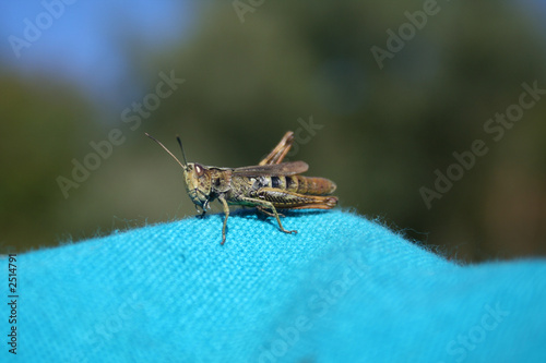 grasshopper photo