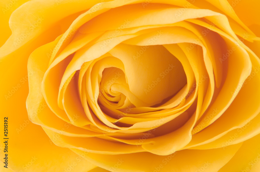 yellow rose yellow rose