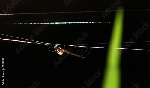 spider photo