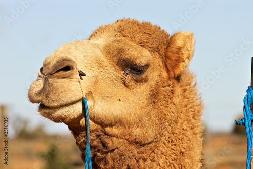 close up of camel