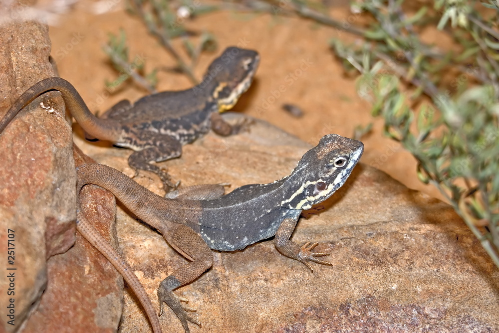 Naklejka premium tawny dragons