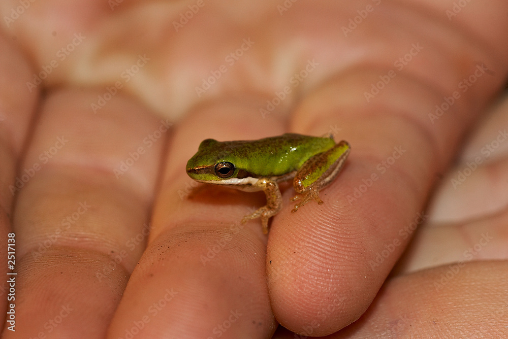 Obraz premium litoria fallax
