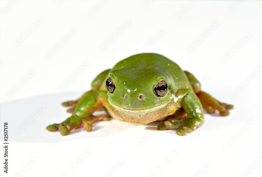 Obraz premium green tree frog on white background