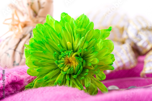 composition with flowers.
