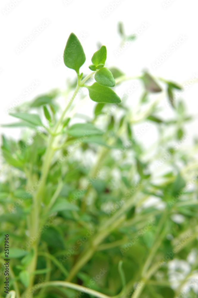 close up of thyme