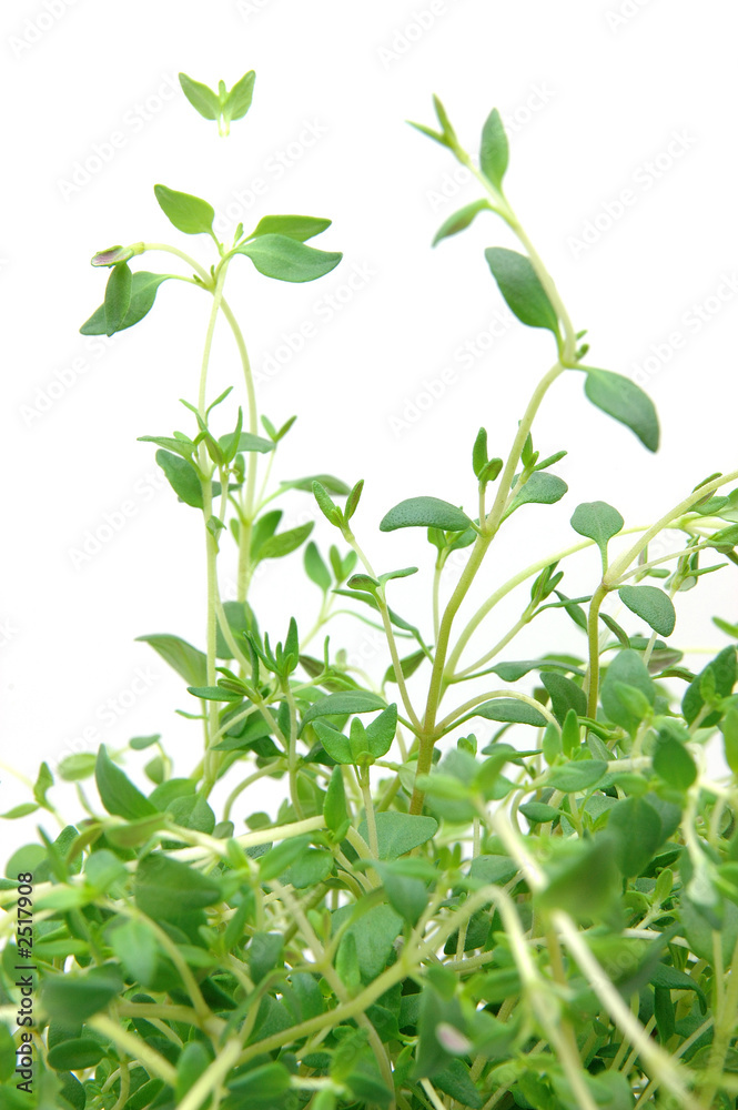 close up of thyme