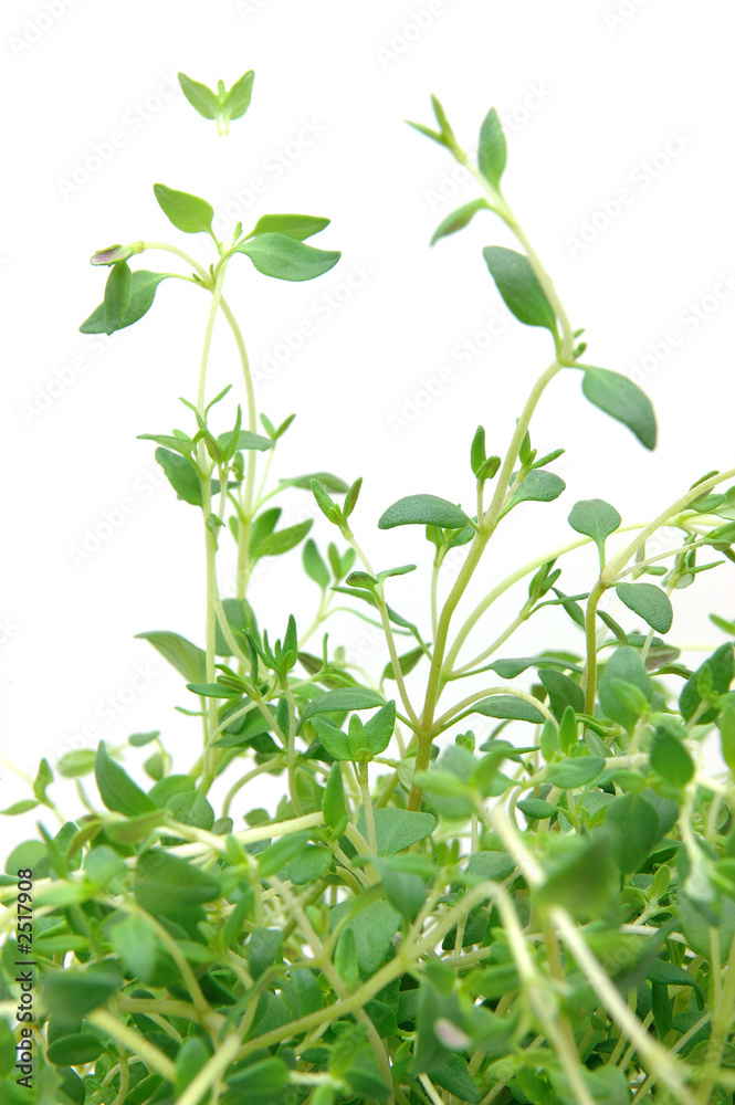 close up of thyme close up of thyme