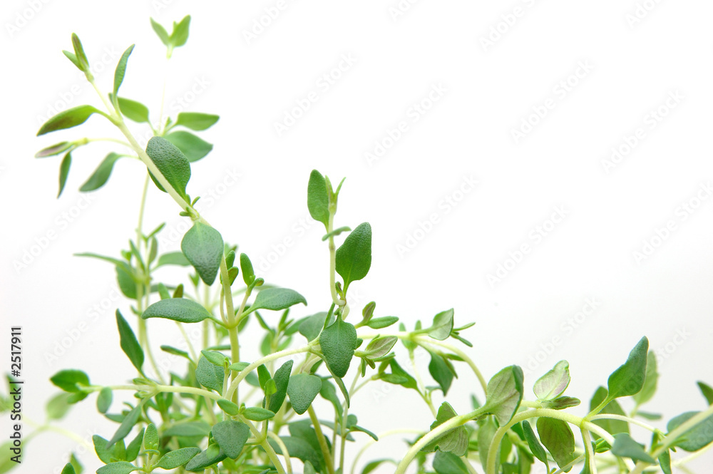 close up of thyme close up of thyme