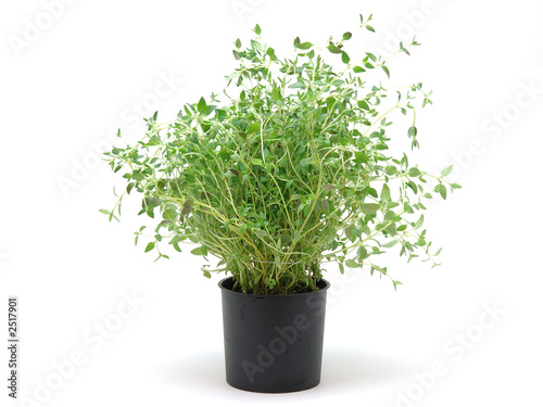 pot of thyme