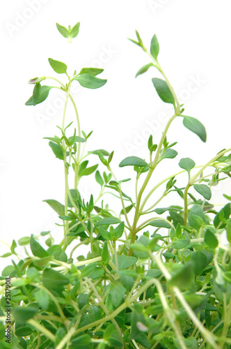 close up of thyme