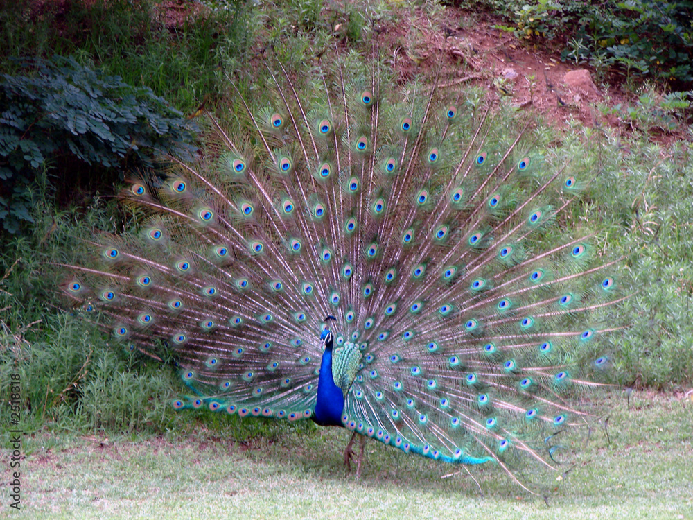 Obraz premium peacock in spectacular display