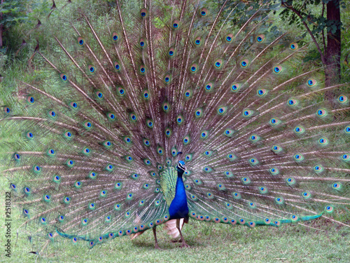 peacock in all its splendour photo