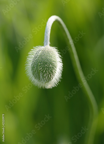 poppy bud photo