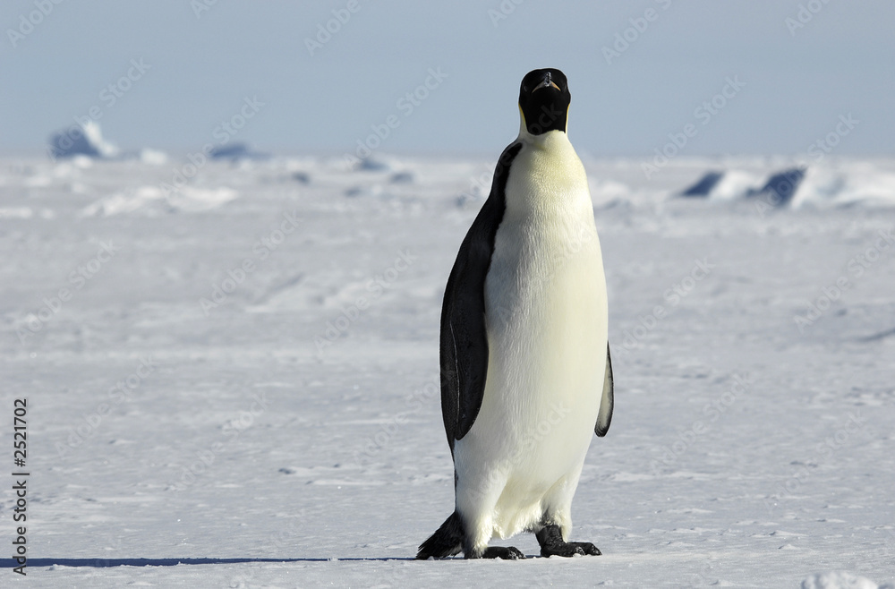 Obraz premium emperor penguin in icescape