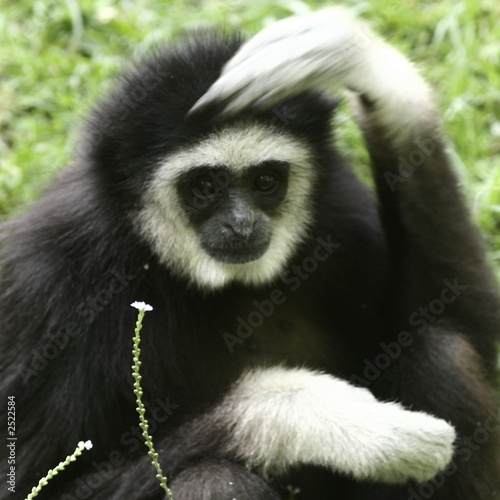 gibbon à mains blanches