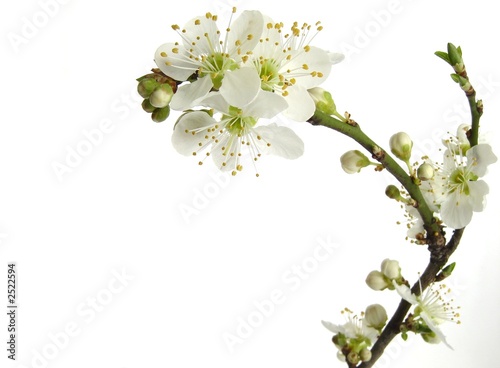 plum blossom photo