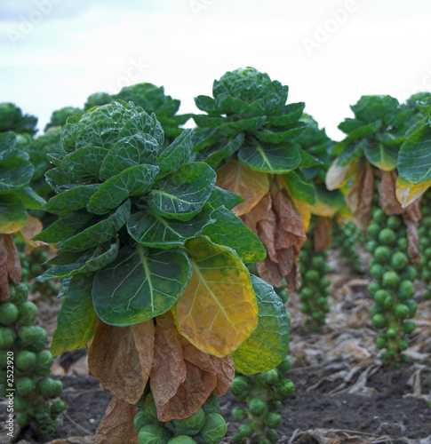brussel sprouts on stalks