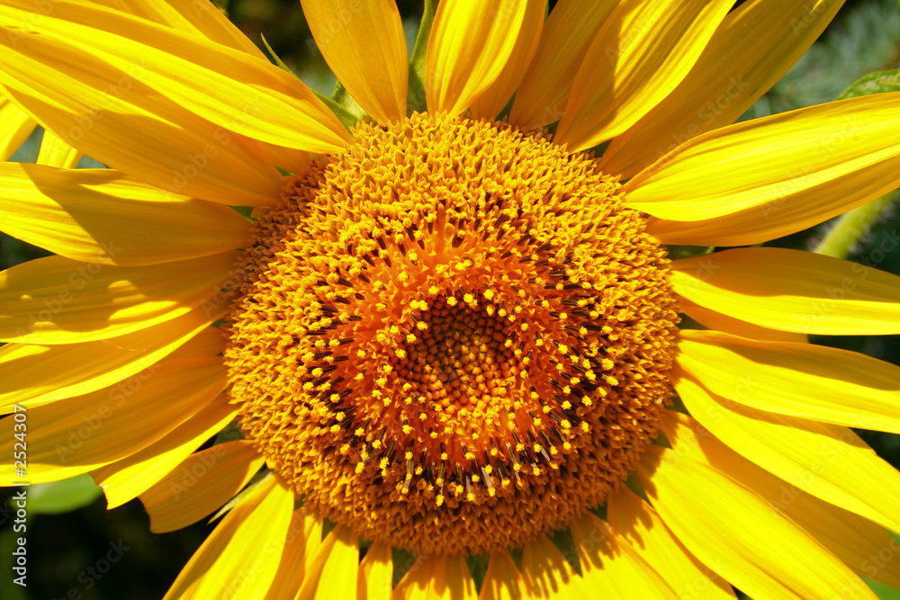 sunflower sunflower