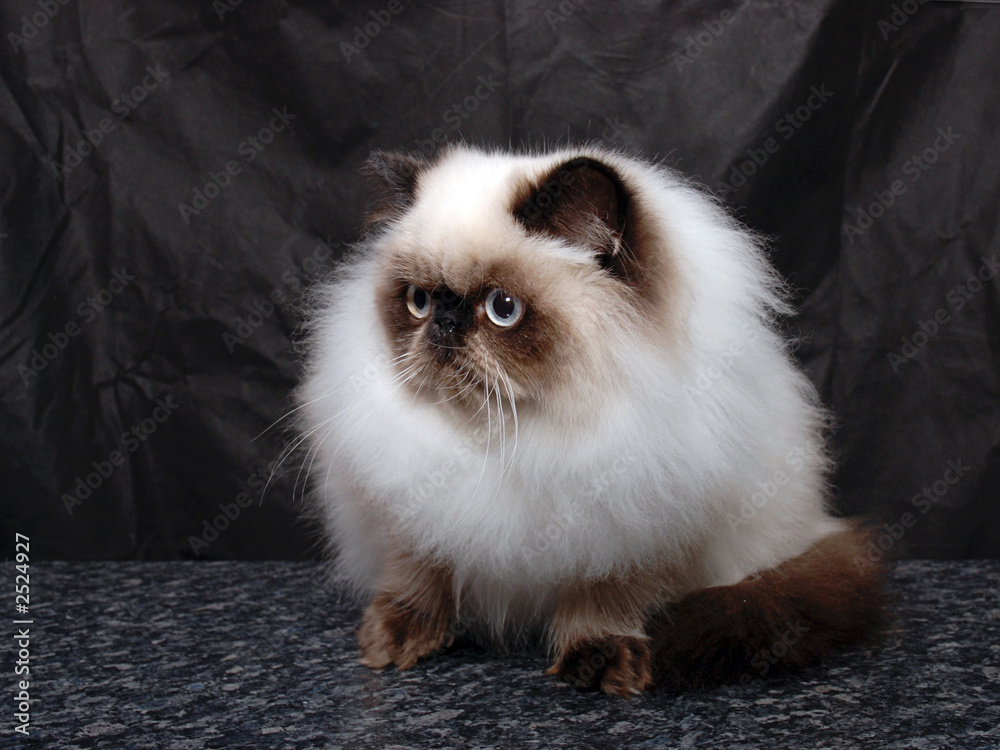 kitten22 kitten22