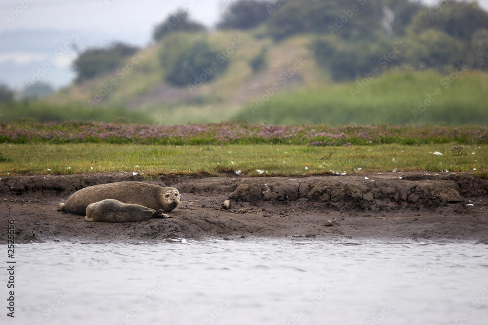 Fototapeta premium common seal & pup