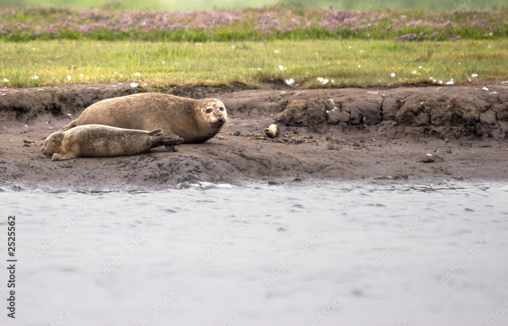 Naklejka premium harbour seals