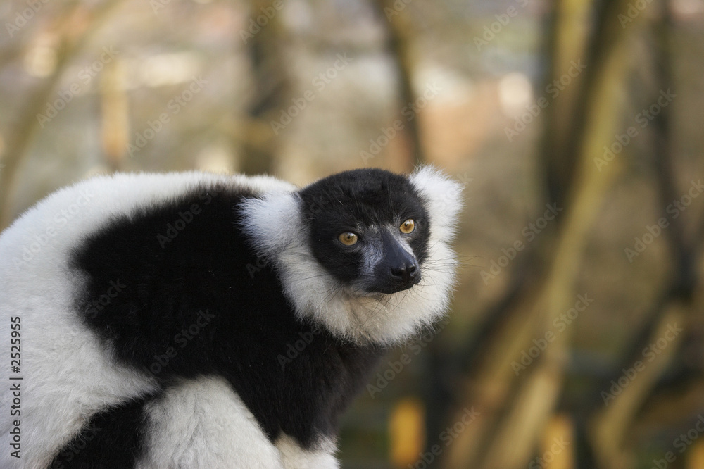 Fototapeta premium endangered lemur