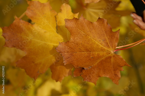 autumn leaf © Rados&#322;aw Brzozo