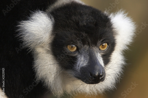 black & white ruffed lemur