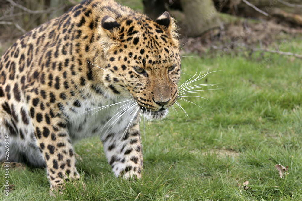 stalking cat stalking cat