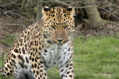 focused leopard