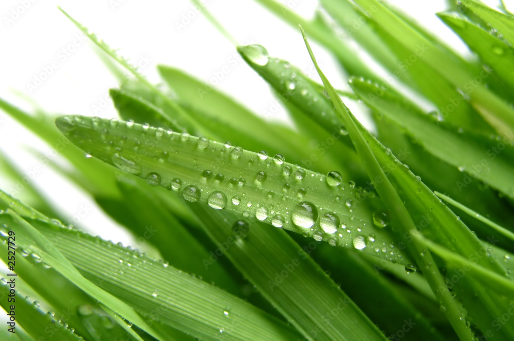 grass grass