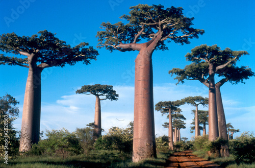 Fototapete allée des baobabs à morondava, madagascar
