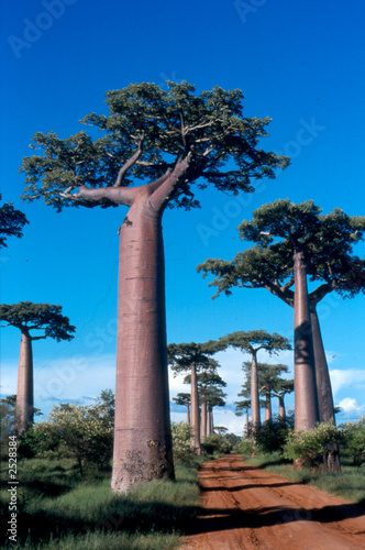 Obraz na plátne allée des baobabs à morondava, madagascar