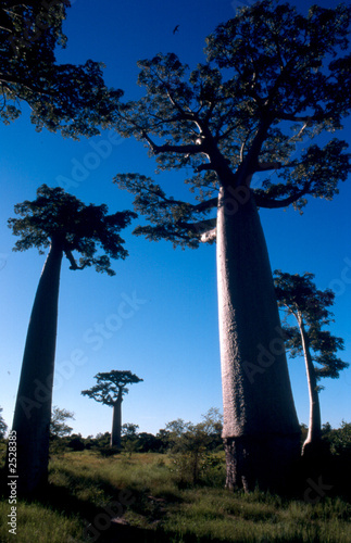 Canvas Print allée des baobabs à morondava, madagascar