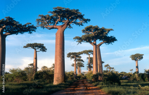 Tela allée des baobabs à morondava, madagascar